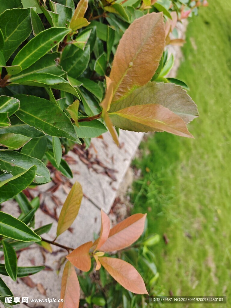 陽光下的多彩葉片