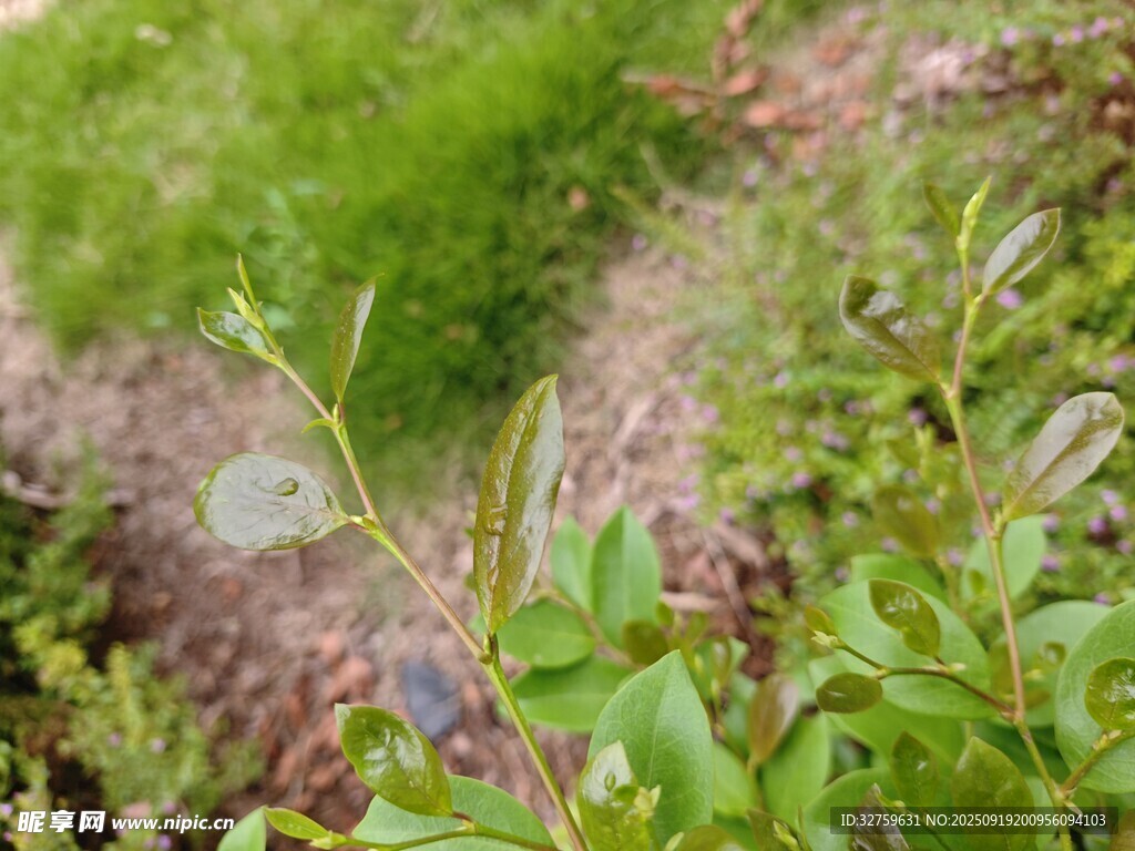 野外綠植中的蝴蝶