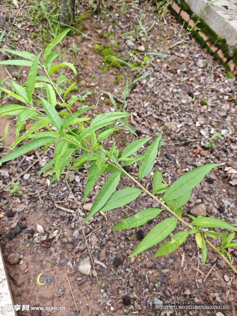 嫩綠植物生長于泥土中