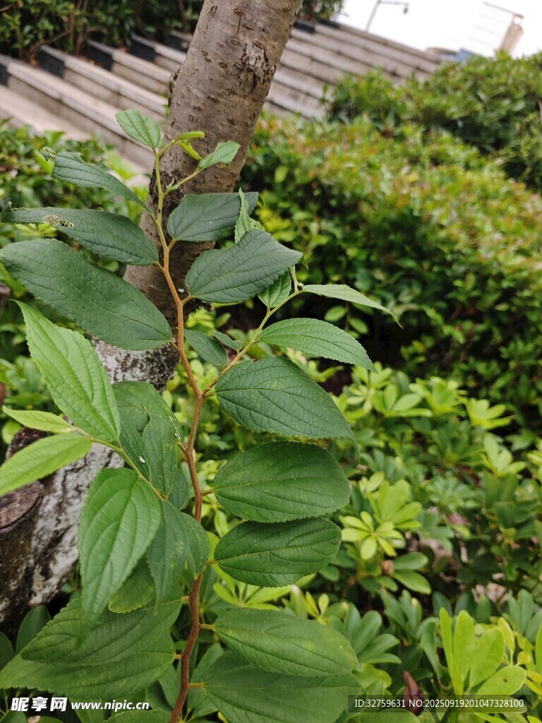 翠綠植物特寫