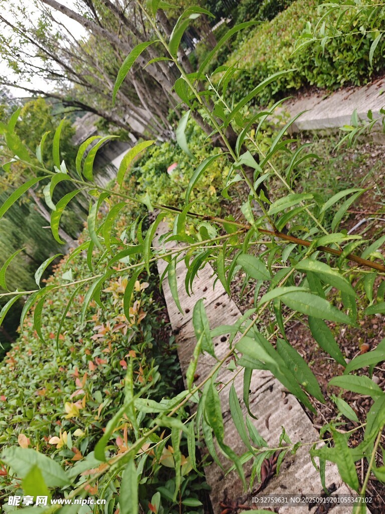 山間綠植與枯木景象