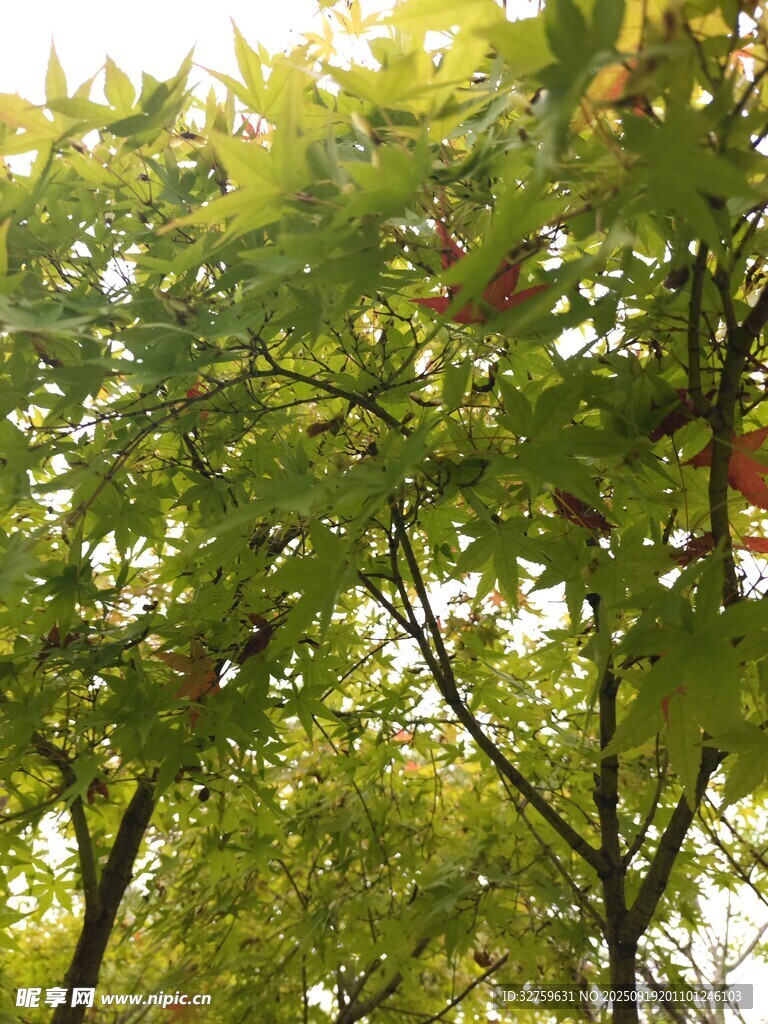 枝頭碩果累累的蘋果樹