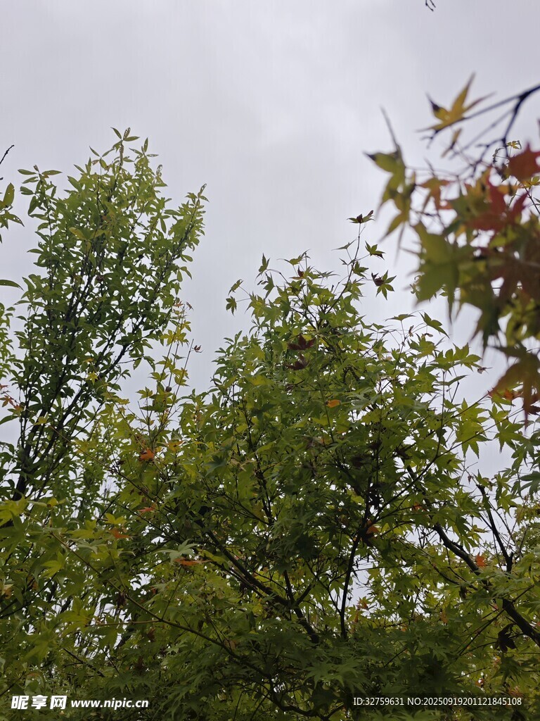 仰視蔥郁樹木枝葉景象