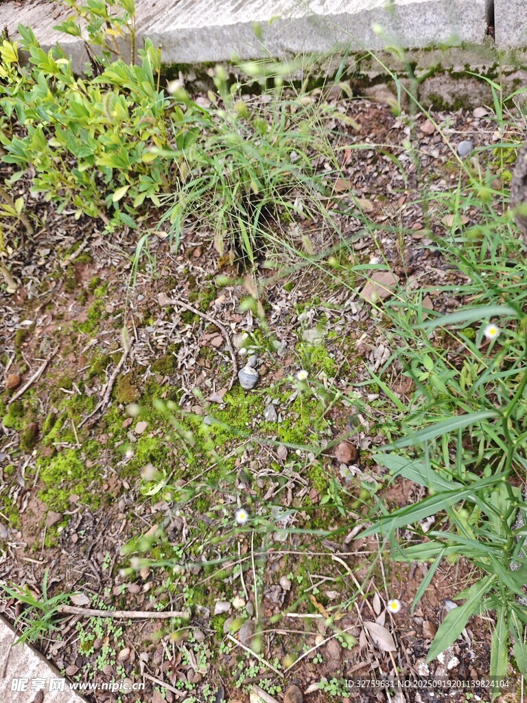 庭院中的多樣綠植景觀