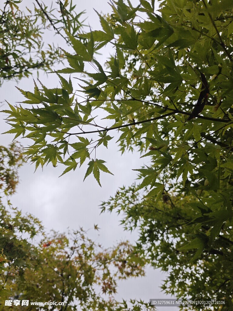 枝葉繁茂的綠樹景觀