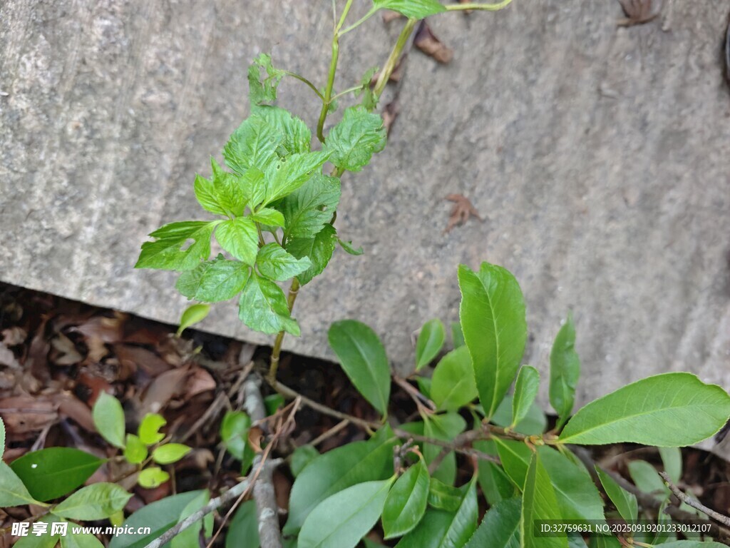 墻邊生長(zhǎng)的嫩綠植物