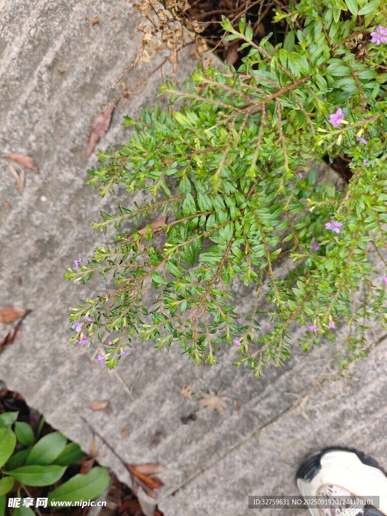 石縫中生長的翠綠植物