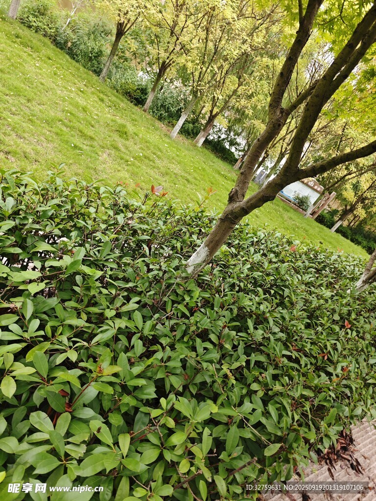 綠意盎然的園林植物景觀