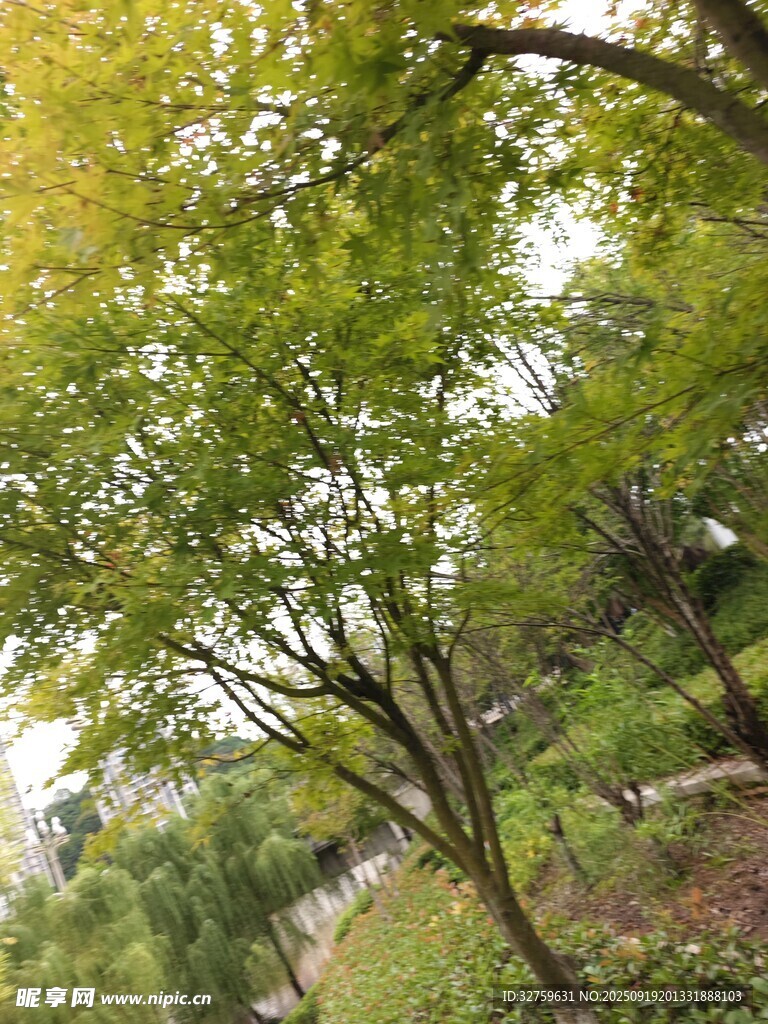 秋日林間綠意盎然景象