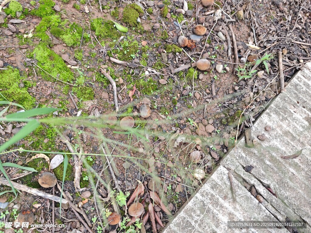 地面上的綠植與碎石