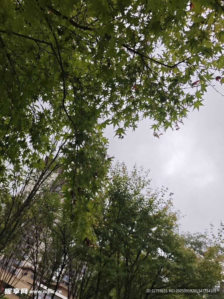 仰視綠樹成蔭的景致