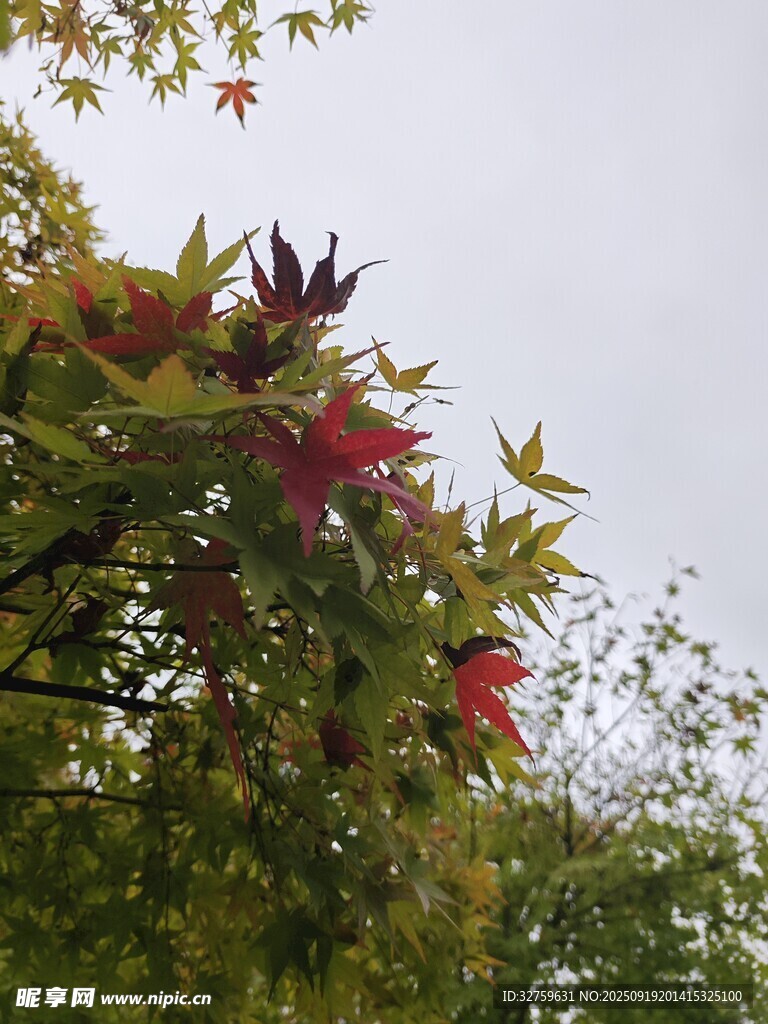 秋日多彩樹葉特寫