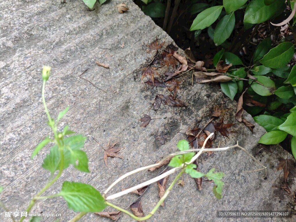 墻角生長(zhǎng)的嫩綠植物