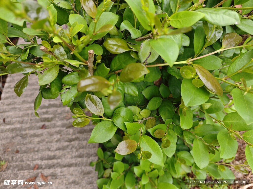 翠綠繁茂的綠葉植物