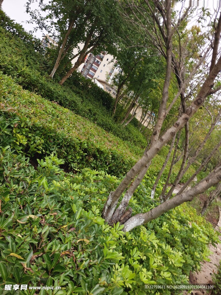 綠意盎然的園林植物景觀