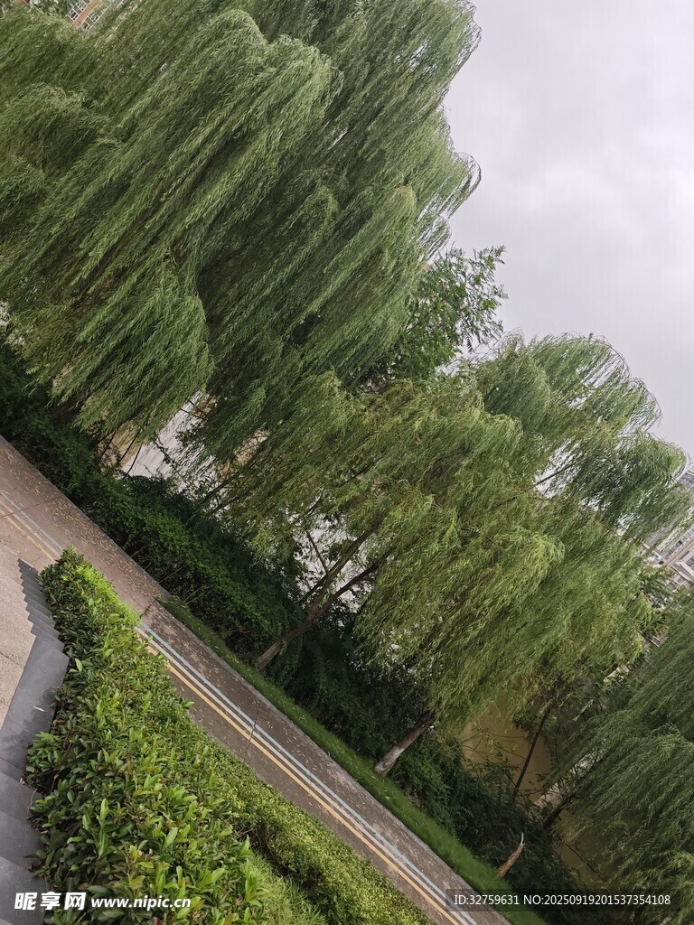 公園垂柳景觀