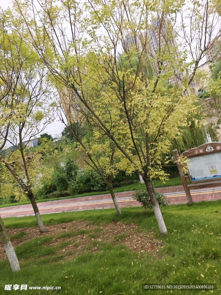 春日公園綠樹(shù)草地景致