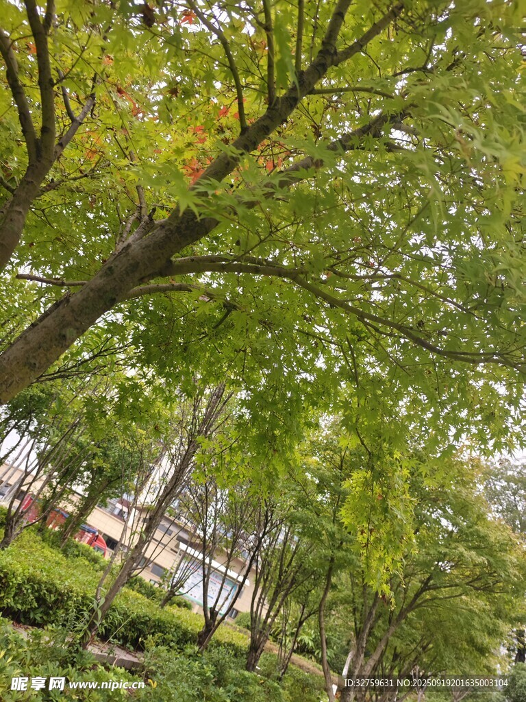夏日林蔭道綠意盎然