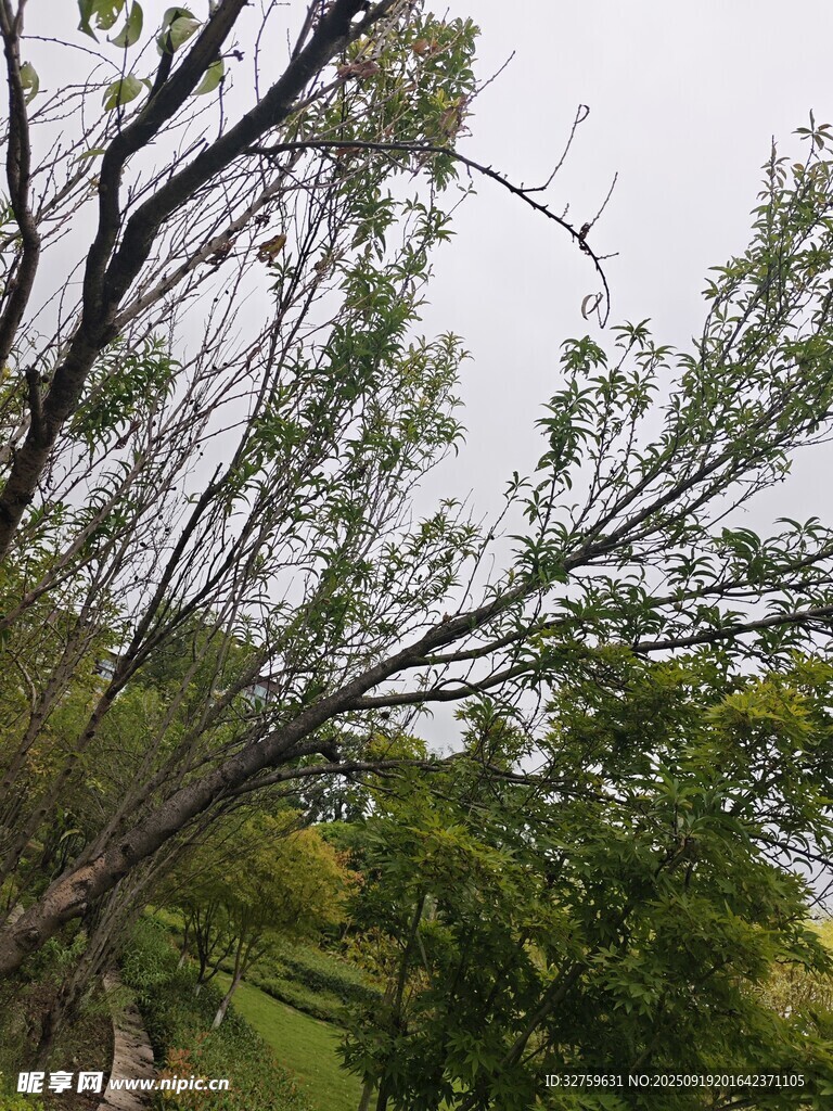 樹枝伸展于綠意盎然間
