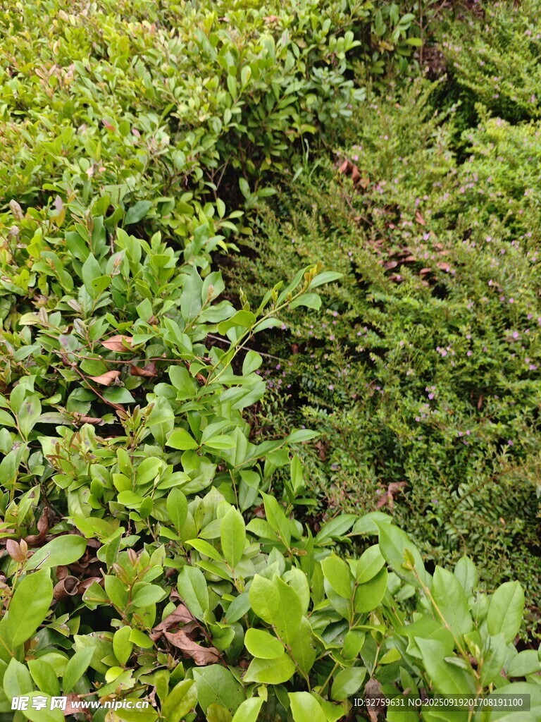 翠綠繁茂的叢生植物