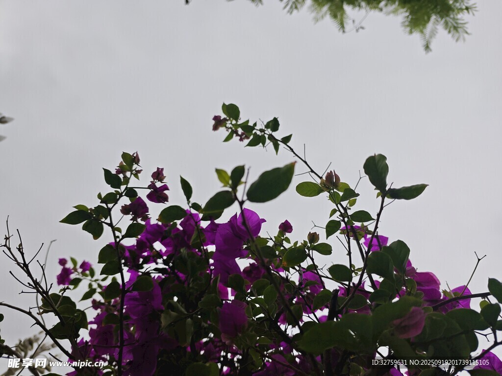 紫色繁花與綠葉相映成趣