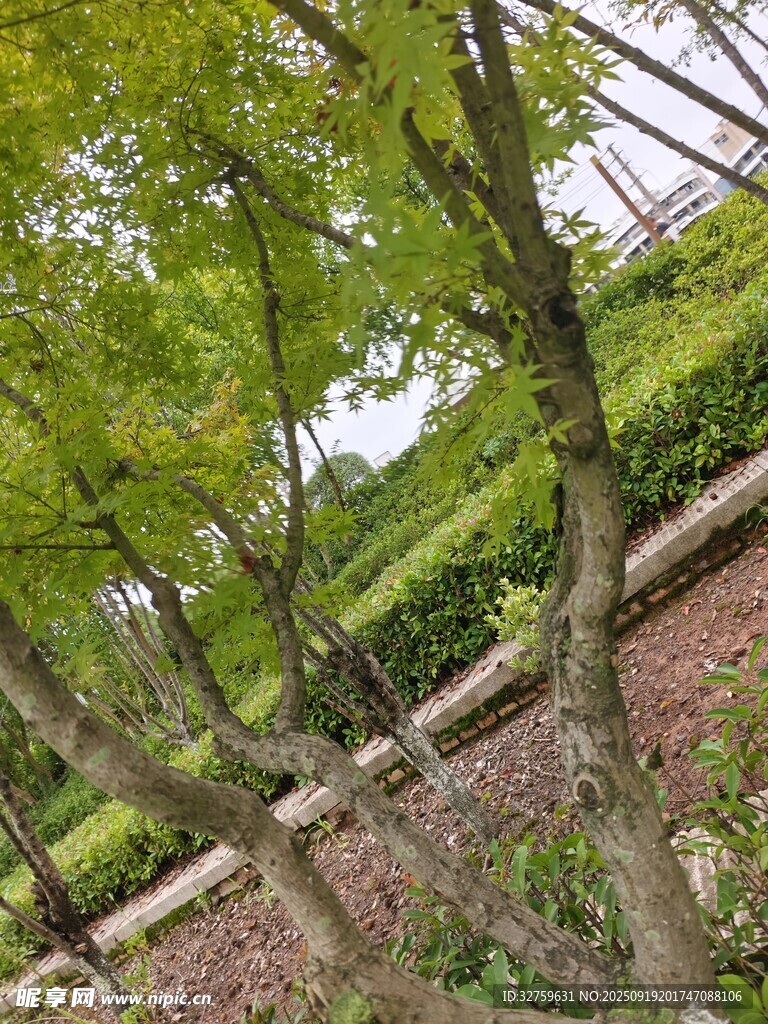 綠意盎然的園林樹木景觀