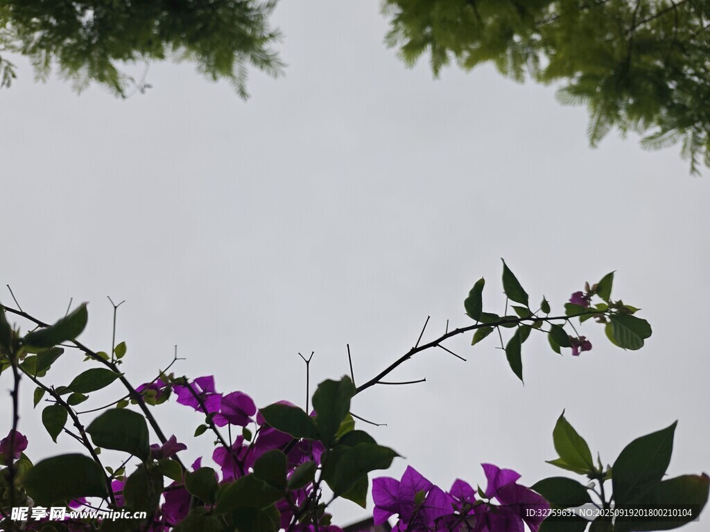 紫花綠葉映襯天空