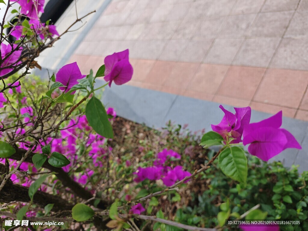 路邊綻放的艷麗三角梅