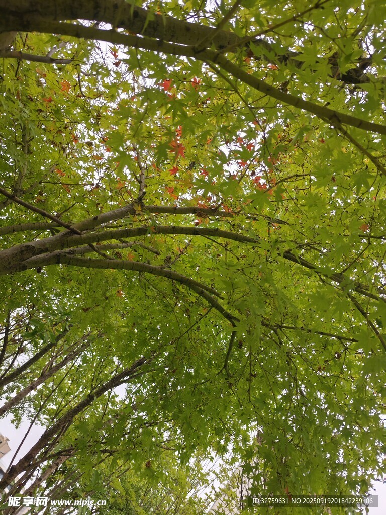 翠綠柳枝下的自然景致