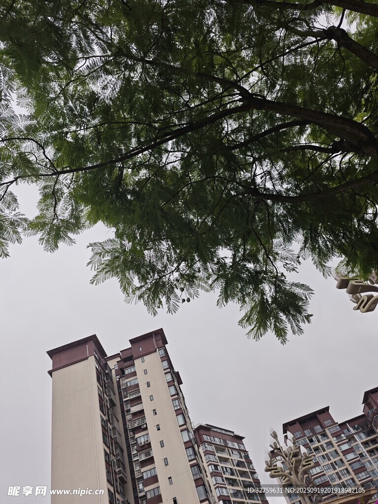 樹梢下的城市高樓景象