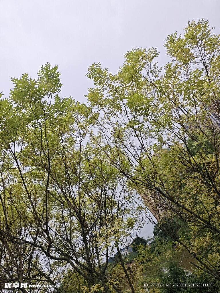 綠樹成蔭的自然景象