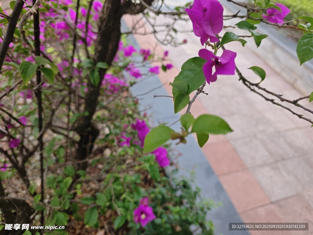 路邊綻放的紫色美麗花朵