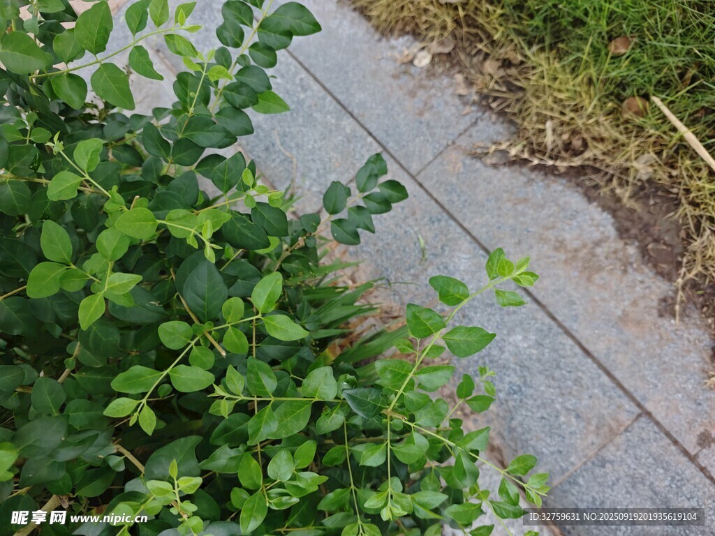 石板路旁的翠綠植物
