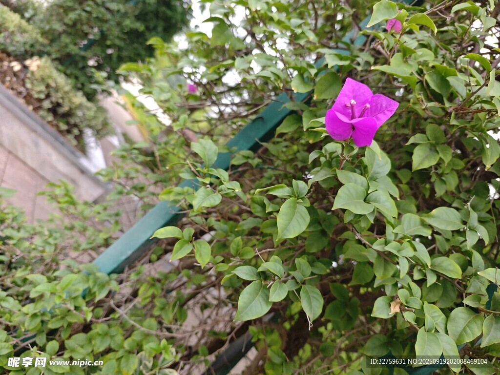 綠葉叢中嬌艷紫花