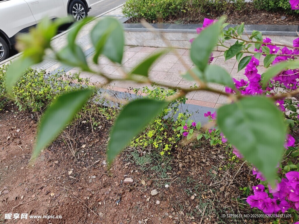 綻放的紫花與綠葉植物