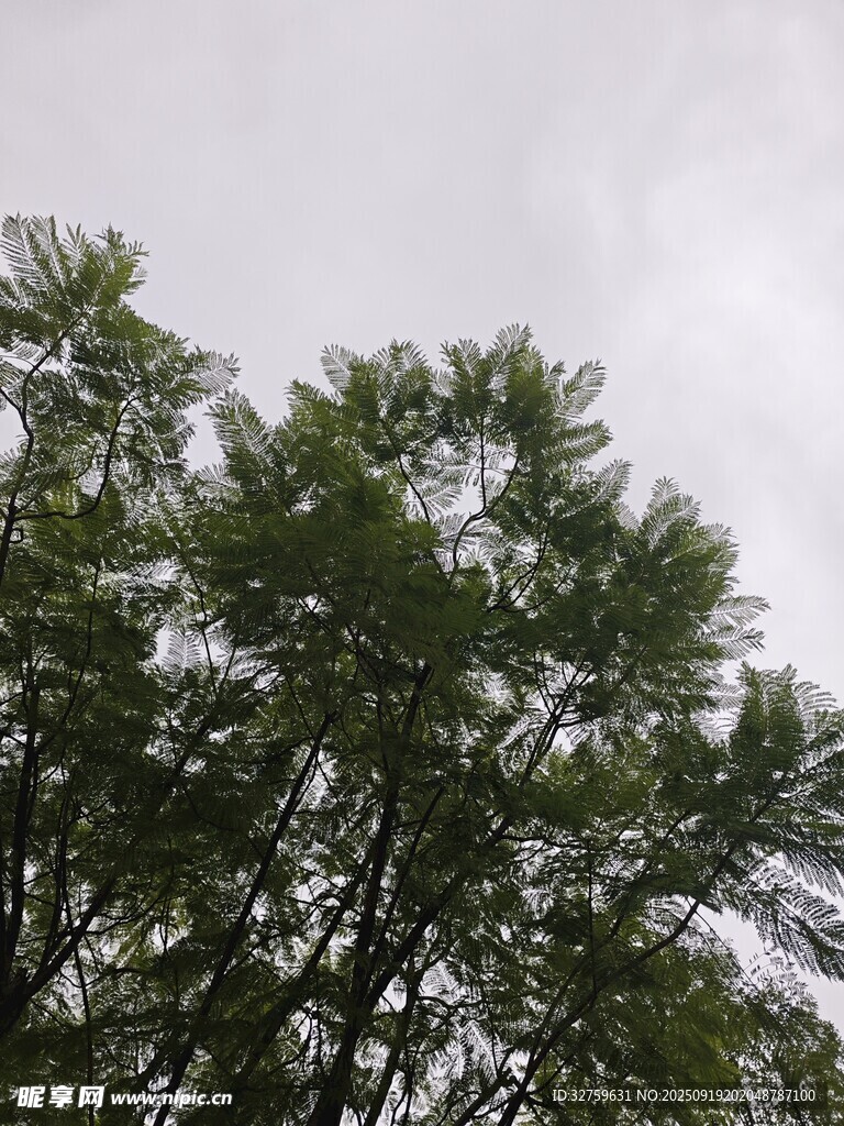仰視茂密枝葉的綠色樹木