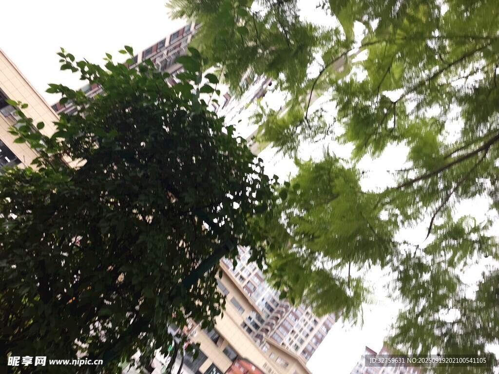 城市中繁茂的綠樹(shù)景觀