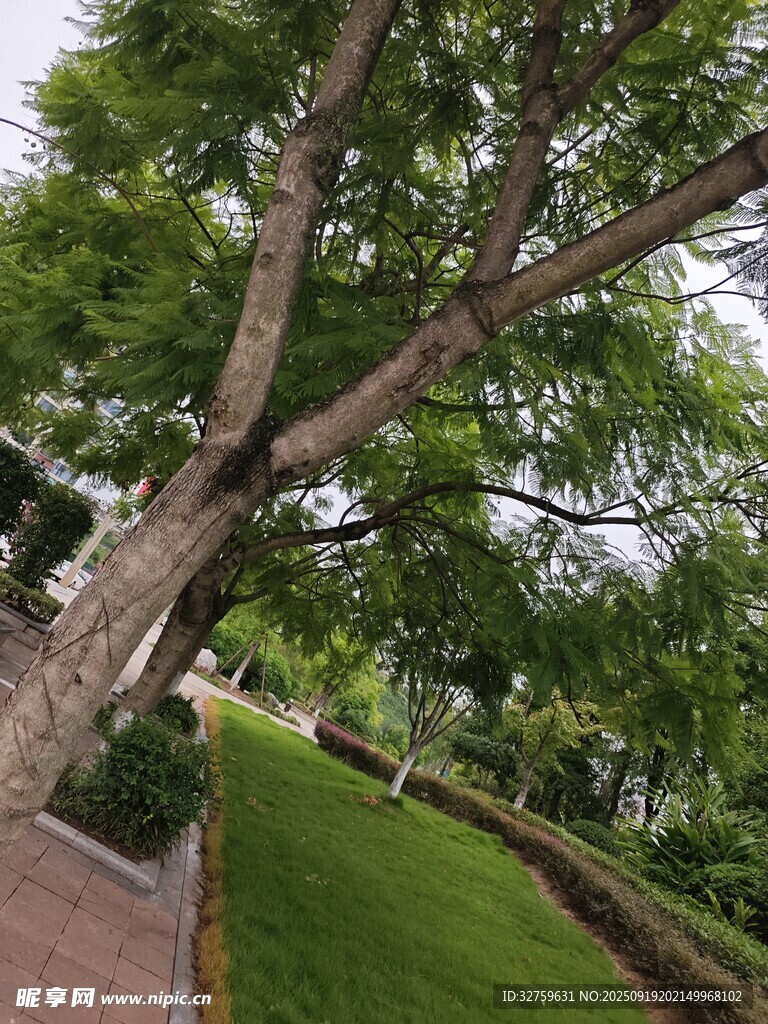 公園中茂盛大樹與綠地