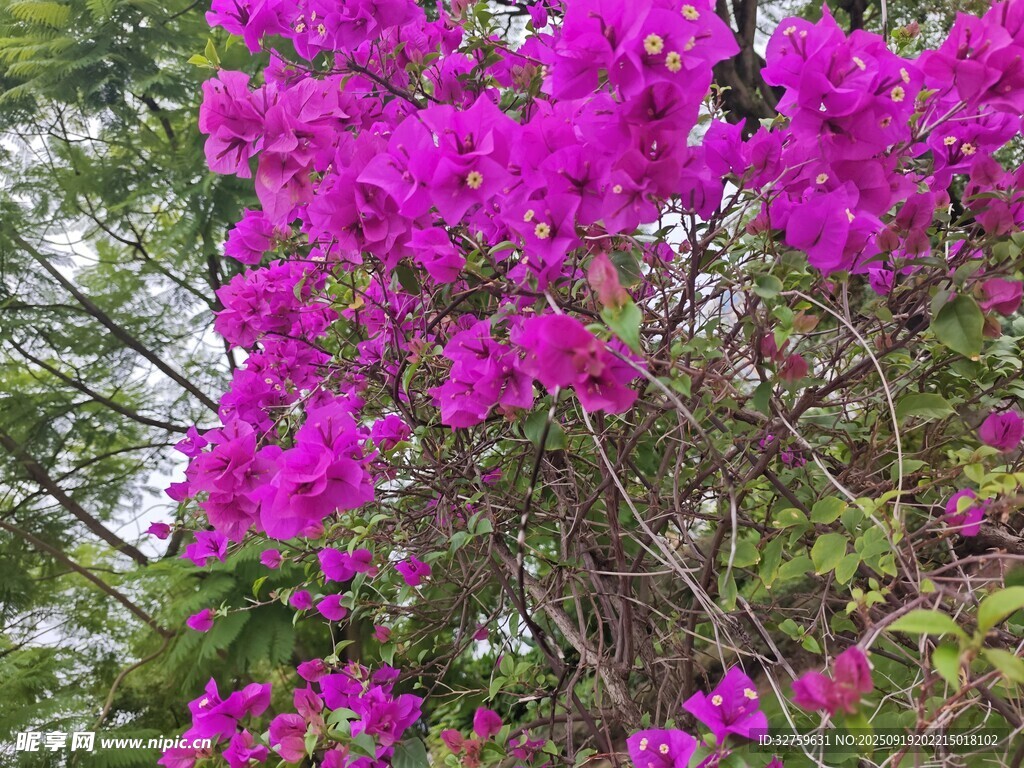 盛開的艷麗三角梅