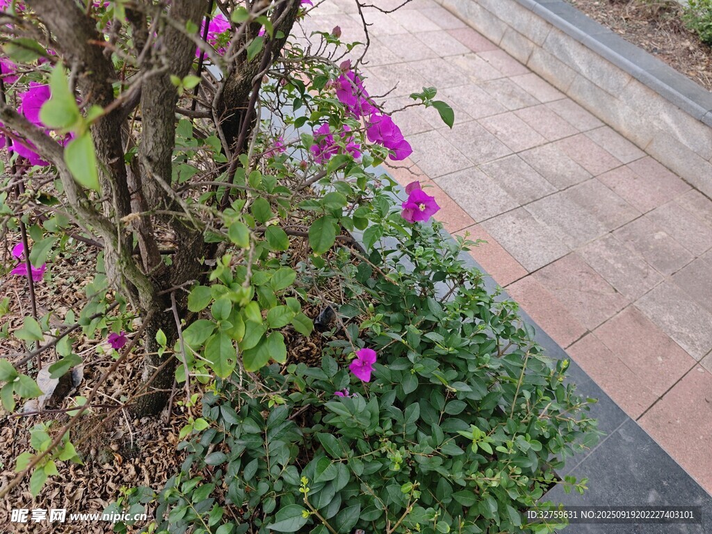 路邊綻放的多彩花卉