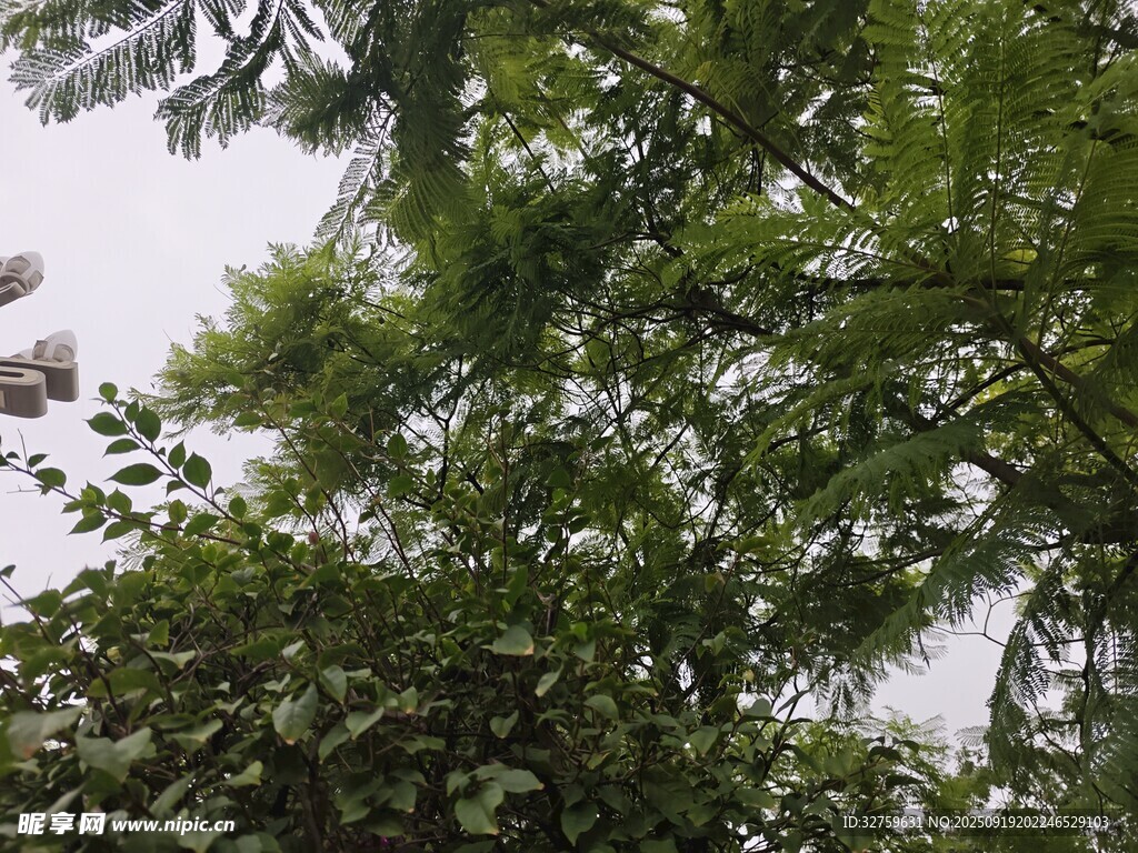 繁茂綠樹展現(xiàn)自然生機(jī)
