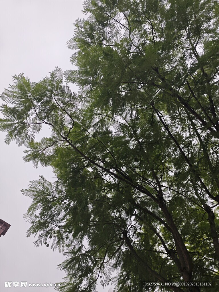 枝葉繁茂的高大樹木
