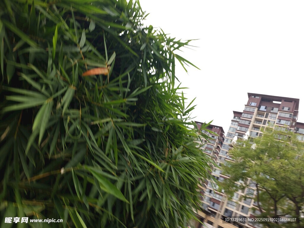 城市中蔥郁的竹林景觀