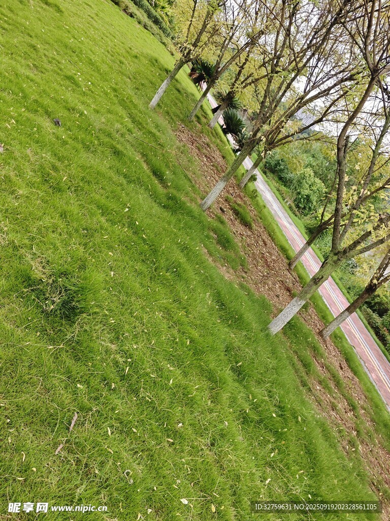春日草地與樹木景觀