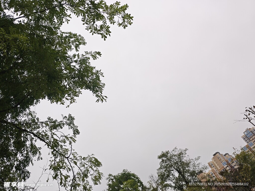 樹梢間的灰白天空