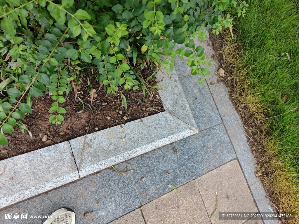 石板小徑旁的綠植景觀