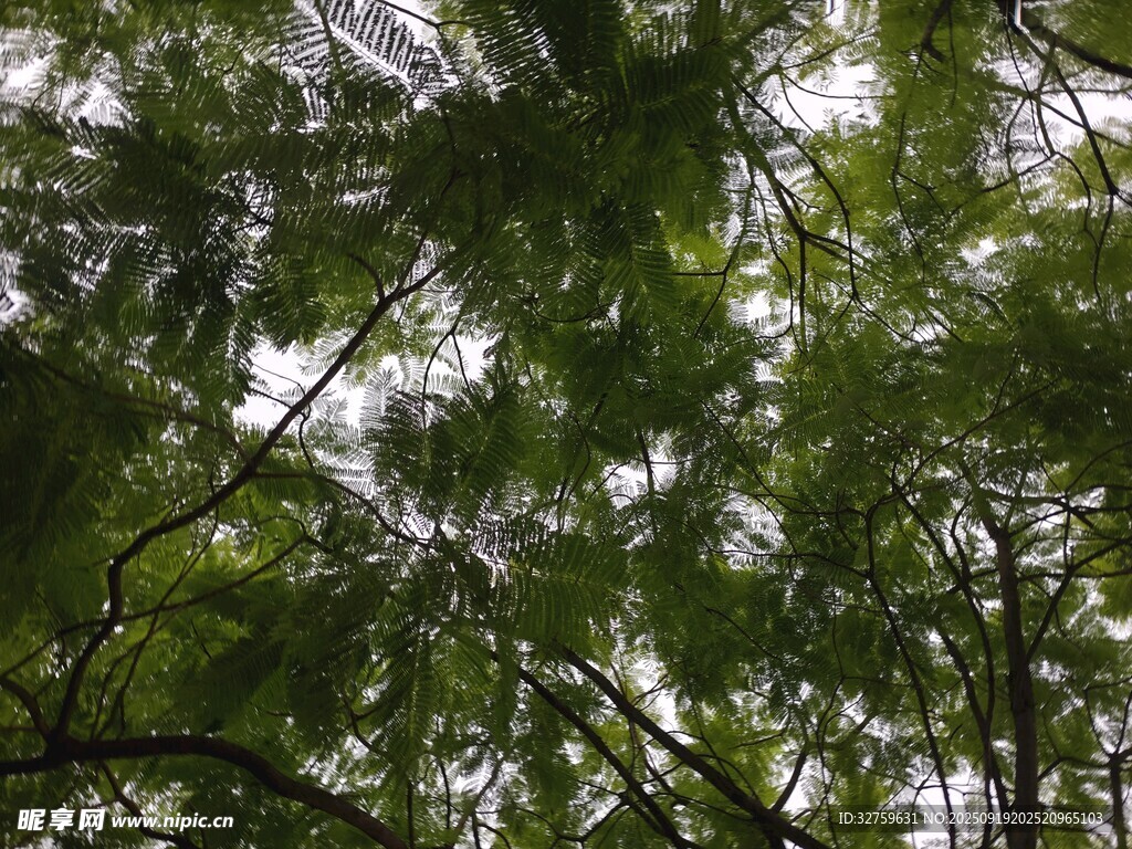 茂密枝葉下的綠意世界