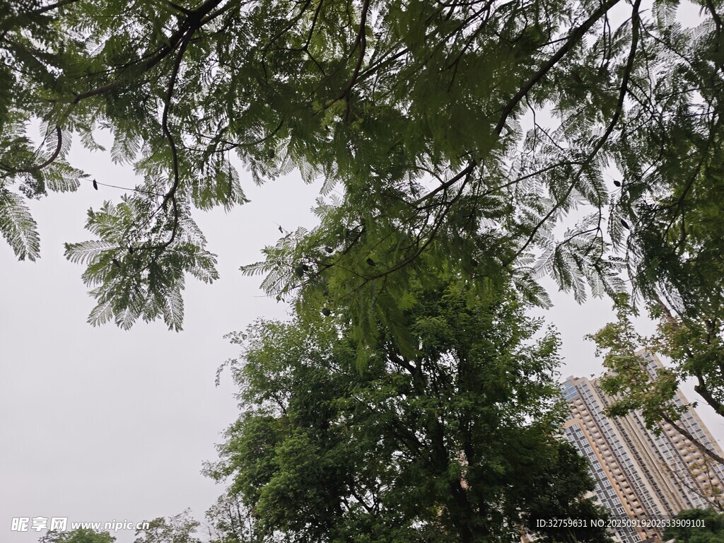 仰視繁茂綠樹與高樓