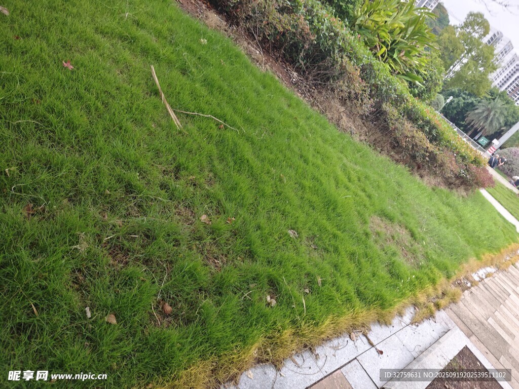 翠綠斜坡草地景觀