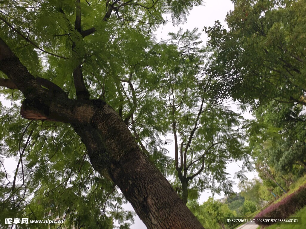 仰視繁茂大樹